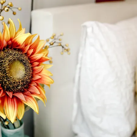 Sunflower Amsterdam-2